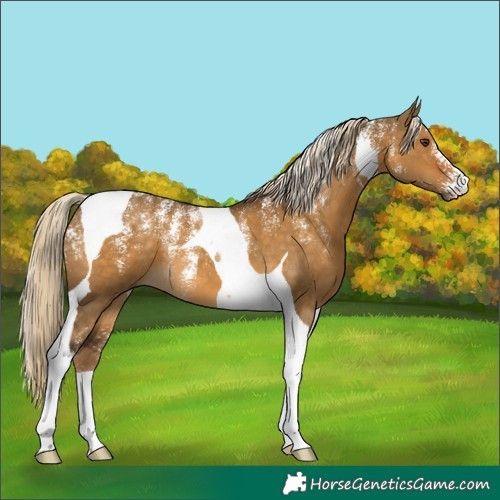 Horse Color:Powder White Chocolate Palomino Dun Tobiano 