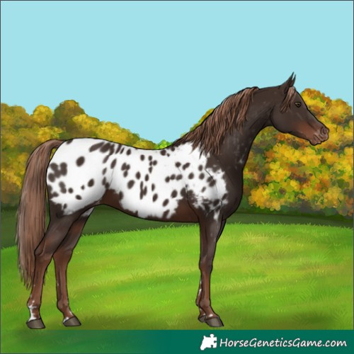 Horse Color:Liver Chestnut Appaloosa 