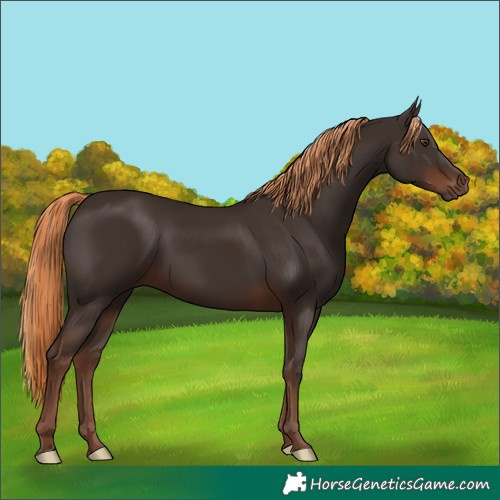 Horse Color:Liver Chestnut 