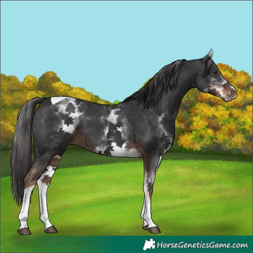 Horse Color:White Spotted Liver Chestnut Tobiano 