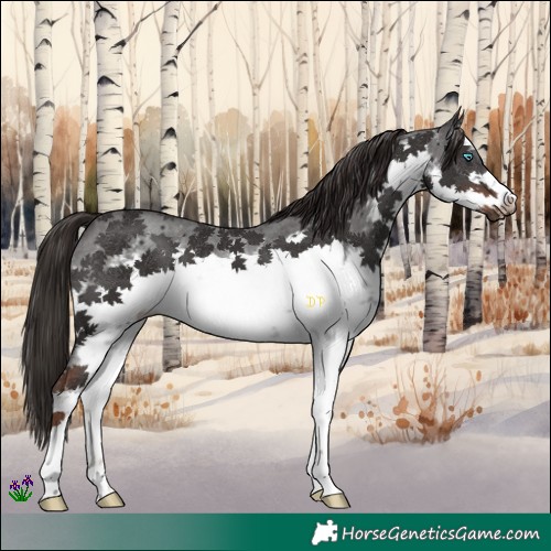 Horse Color:White Spotted Liver Chestnut Sabino Frame