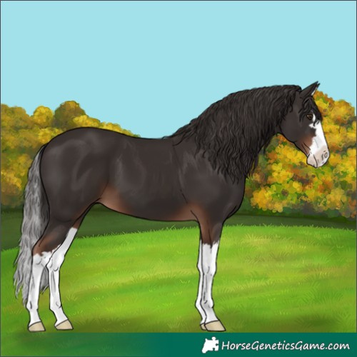 Horse Color:Liver Chestnut Splash 
