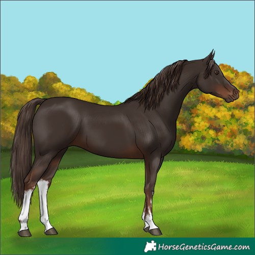 Horse Color:White Spotted Liver Chestnut 