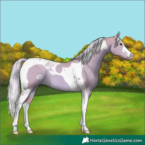 Horse Color:Watercolor Palomino Dun Tobiano 