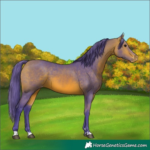 Horse Color:Watercolor Bay Appaloosa