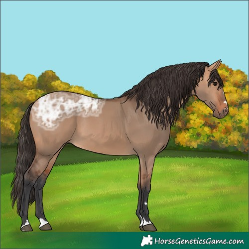 Horse Color:Bay Ice Dun 