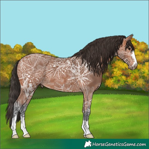 Horse Color:Bay Ice 