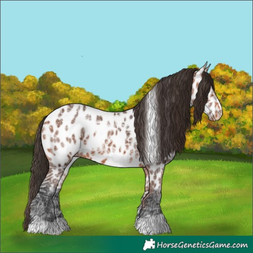Horse Color:Bay Ice Near Leopard 