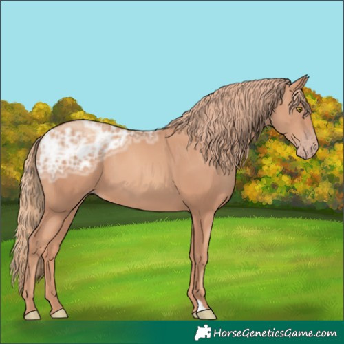 Horse Color:Gold Champagne Ice 