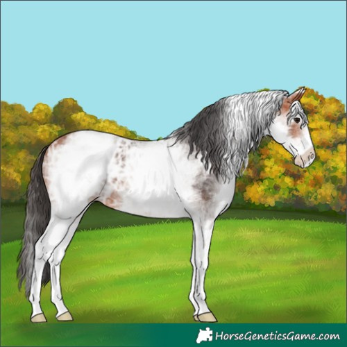 Horse Color:White Spotted Bay Ice 