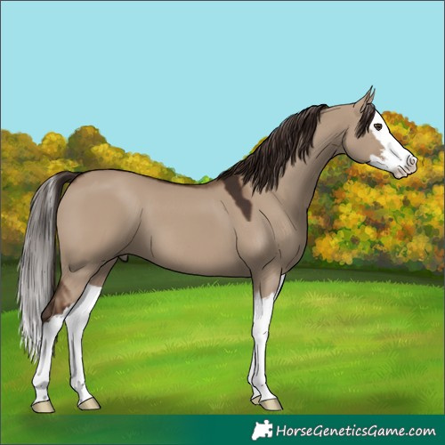 Horse Color:White Spotted Liver Red Dun Splash 