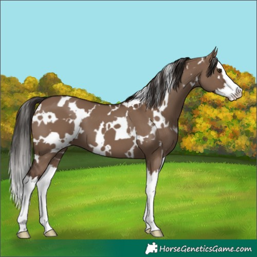 Horse Color:White Spotted Liver Red Dun Splash