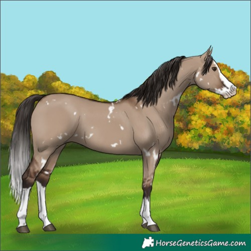 Horse Color:White Spotted Liver Red Dun Splash 