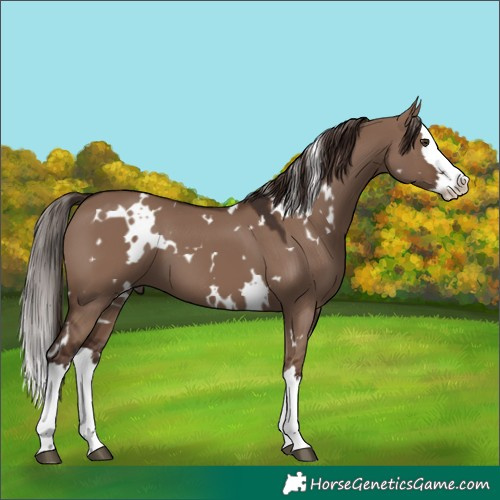 Horse Color:White Spotted Liver Red Dun Splash 