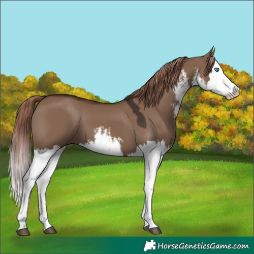 Horse Color:White Spotted Liver Red Dun Splash