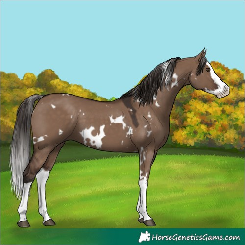 Horse Color:White Spotted Liver Red Dun Splash 