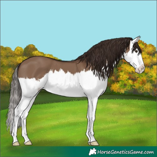 Horse Color:White Spotted Liver Red Dun Splash 