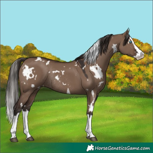 Horse Color:White Spotted Liver Red Dun Splash Rabicano
