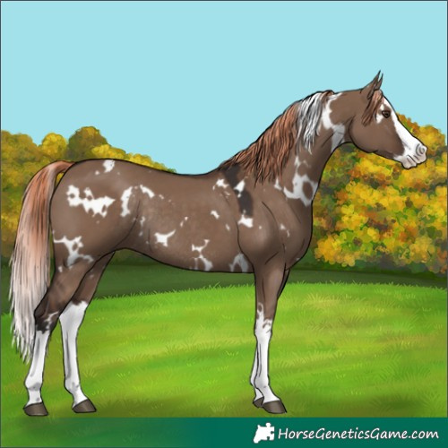 Horse Color:White Spotted Liver Red Dun Splash Rabicano