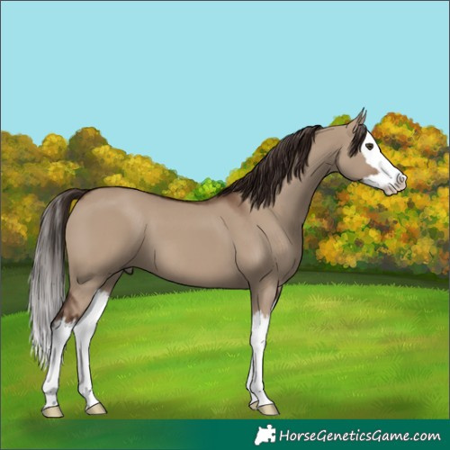 Horse Color:White Spotted Liver Red Dun Splash 