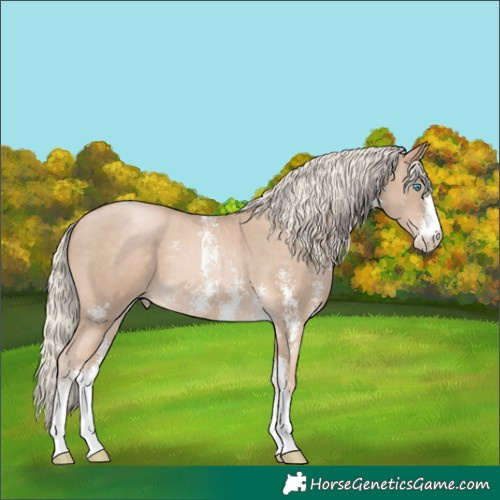 Horse Color:Chocolate Palomino Pearl Sabino 