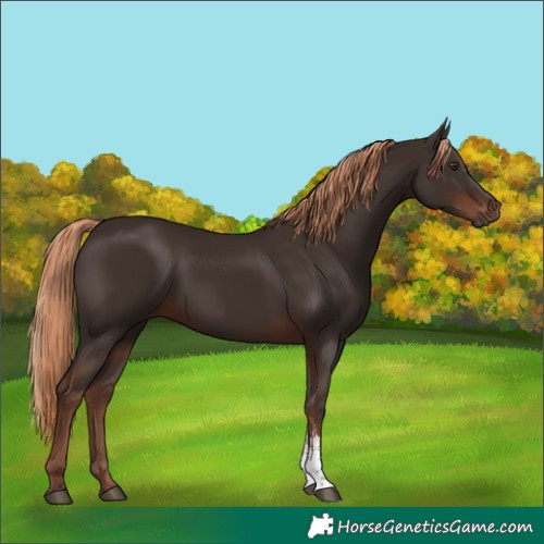 Horse Color:Liver Chestnut Sabino Rabicano