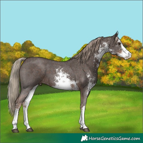Horse Color:White Spotted Liver Chestnut Sabino 
