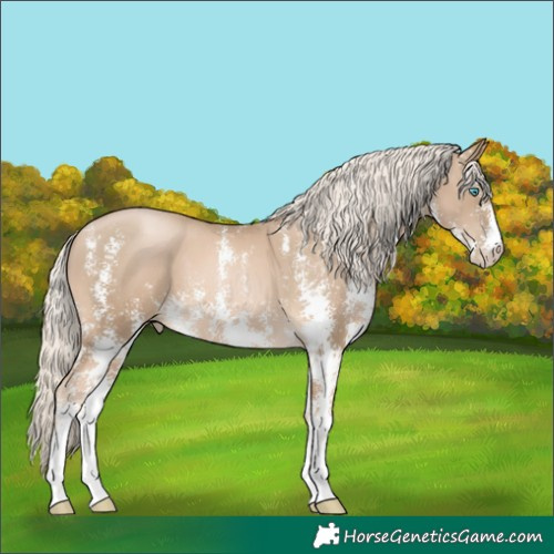 Horse Color:Chocolate Palomino Pearl Sabino 