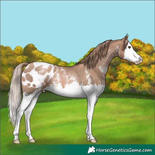 Horse Color:Liver Chestnut Pearl Sabino Splash Blanket 