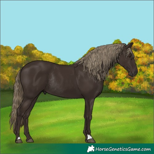 Horse Color:Liver Chestnut Rabicano
