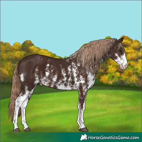 Horse Color:Liver Chestnut Sabino 