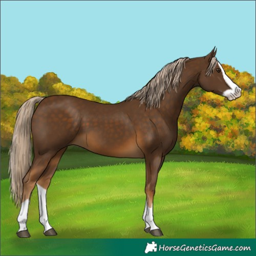 Horse Color:Chocolate Palomino Splash