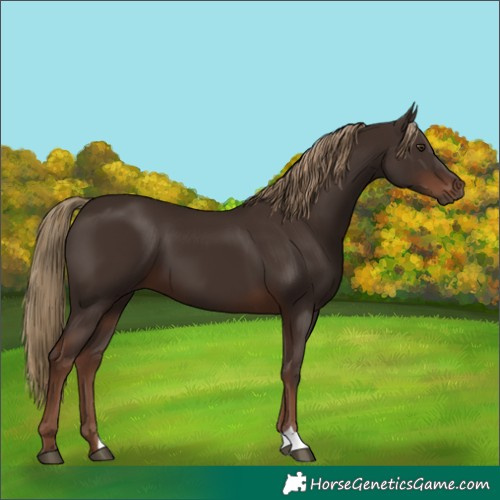 Horse Color:Liver Chestnut 