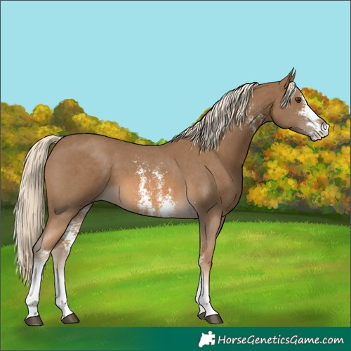 Horse Color:Chocolate Palomino Sabino 