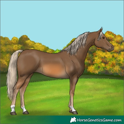 Horse Color:Chocolate Palomino