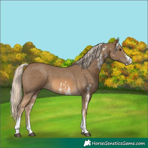 Horse Color:Chocolate Palomino Sabino 