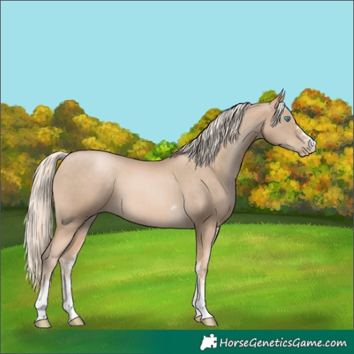 Horse Color:Chocolate Palomino Pearl Sabino 