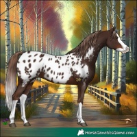 Horse Color:Liver Chestnut Splash Appaloosa 