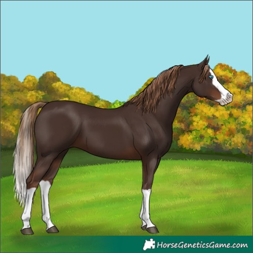 Horse Color:Liver Chestnut Splash 
