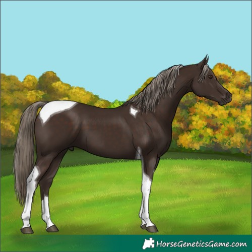Horse Color:Liver Chestnut Tobiano 