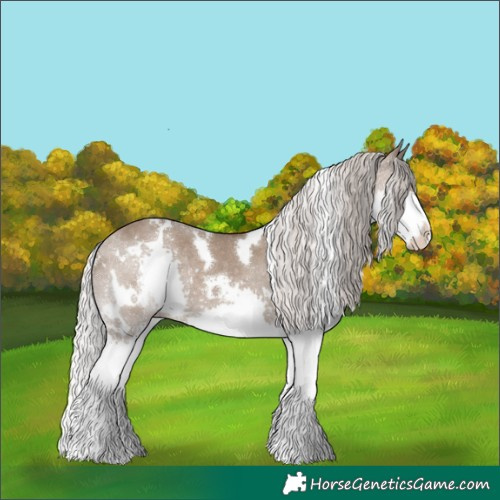 Horse Color:White Spotted Silver Grullo Splash Rabicano