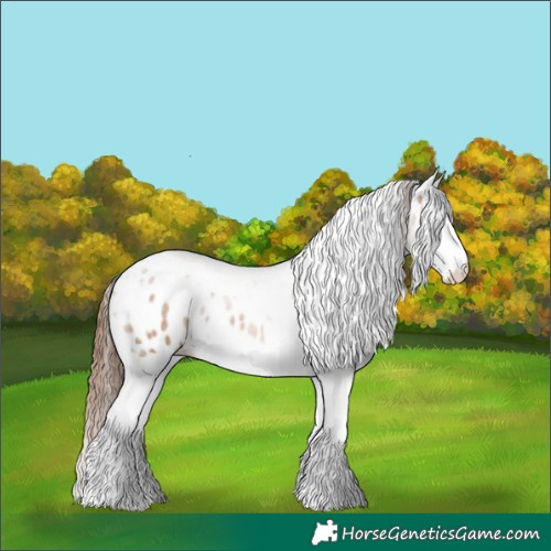 Horse Color:Red Dun Splash Tobiano Appaloosa Rabicano