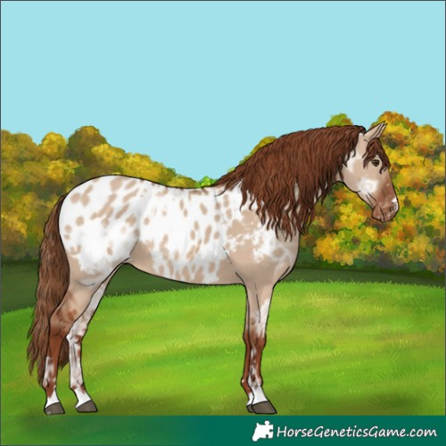 Horse Color:Red Dun Ice Appaloosa
