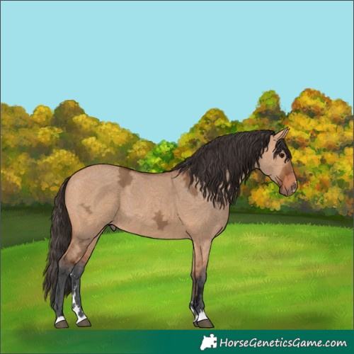 Horse Color:Bay Ice Dun 