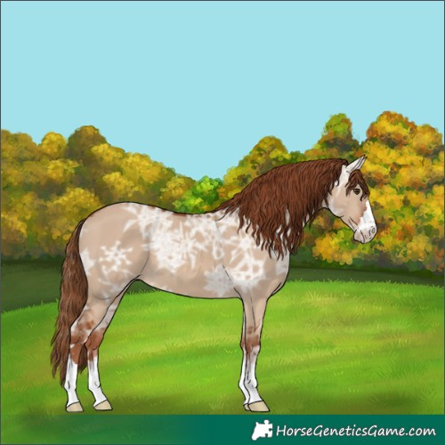 Horse Color:Red Dun Ice