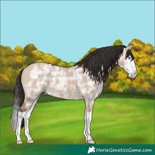 Horse Color:Bay Ice Dun Splash Rabicano