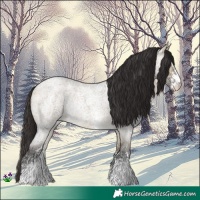 Horse Color:Buckskin Ice Roan Dun Sabino Rabicano
