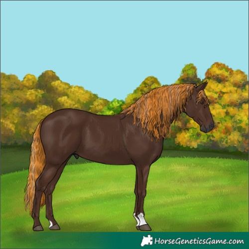 Horse Color:Gray Painted Chestnut