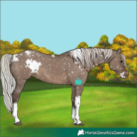 Horse Color:White Spotted Silver Grullo Tobiano Appaloosa 