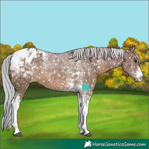 Horse Color:White Spotted Silver Brown Dun Tobiano Appaloosa Rabicano